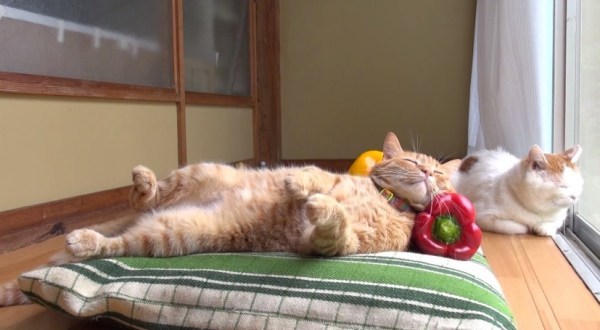 猫 寝ても覚めてもかわいさ満点 厳選 茶トラ猫 動画3選 2 2 Mimot ミモット 猫 寝ても覚めてもかわいさ満点 厳選 茶トラ猫 動画3選 2 2 Mimot ミモット