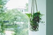 ズボラさんでも大丈夫！「水だけで育つ観葉植物」でほっこり＆緑のある暮らし♪