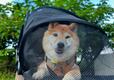 【Grarg犬猫キャリーリュックバッグ拡張可能3WA】旅行先の簡易ケージとしても優秀です
