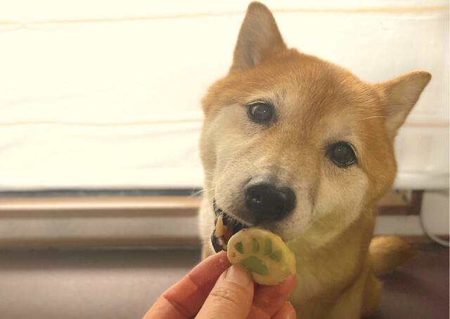【Dog Lab Bubbie Boo 似顔絵ケーキ】枝豆肉球パンケーキとっても美味しかったようです