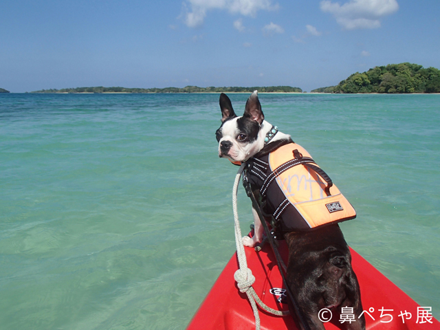 「鼻ペちゃ展」 （TODAYS GALLERY STUDIO）