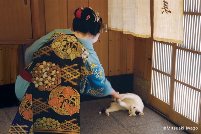 岩合光昭写真展「ねこの京都」