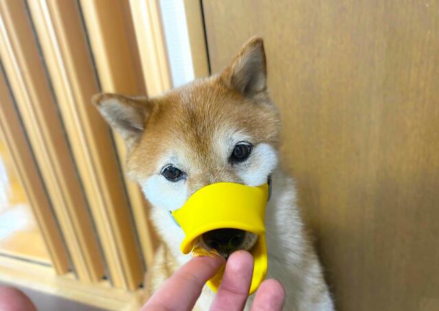 【OPPO quack（クァック）】オヤツが大好きなので練習がスムーズです