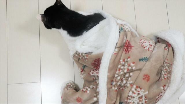 【ニトリ ペットが入れるひざ掛け】人間が抜けてもくるまっていました