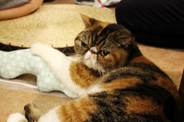 可愛くてキュンキュンする「吉祥寺ねこ祭り」の猫たち