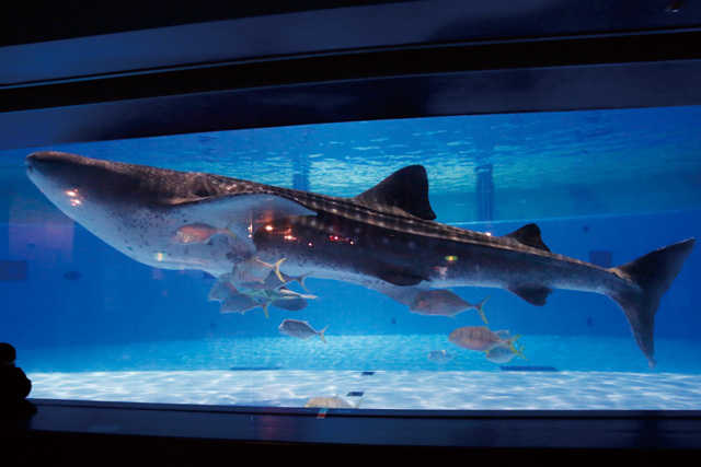 ・テンジクザメ目ジンベエザメ科《ジンベエザメ》熱帯・亜熱帯・温帯の表層海域<br/> [解説] サメの中では一番大きく、世界最大の魚。最も大きなものでは全長約18mに及ぶ。巨体に似合わず動きは緩慢で、性質も穏やか。エサの小魚やプランクトンを大きな口で海水ごと吸い込み、エラから水だけ出して漉しとる。同じくプランクトンを主食とするイワシやそれを狙うカツオが近くにいる可能性が高いため、地域によっては大漁の吉兆と崇められてきた。 写真提供：海遊館