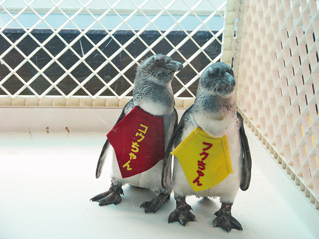 箱根園 雪そり遊び広場