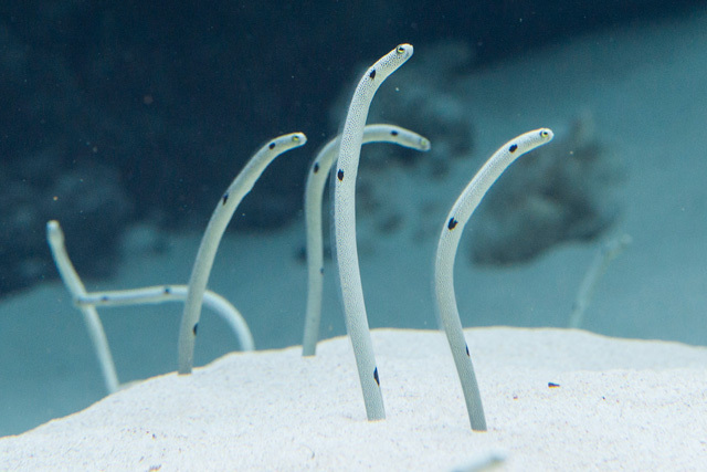 ・ウナギ目アナゴ亜目アナゴ科《チンアナゴ》高知県、琉球列島、インド洋、西太平洋の熱帯域<br/> [解説] 全長は30～40cmほど。灰白色の身体に黒班模様がある。日本古来の犬種「狆（チン）」に似た容姿から、この名で呼ばれるようになった。また、庭に顔を出した植物に似た姿から、英名「ガーデンイール」としても知られている。暖かな海に生息し、日本では高知から琉球列島にかけて分布。流れの強いサンゴ礁の砂底に営巣し、穴から身体を出して潮の流れに運ばれたプランクトンを捕食する。 写真提供：環境水族館 アクアマリンふくしま