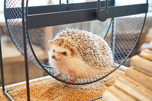 ハリネズミカフェ HARRY