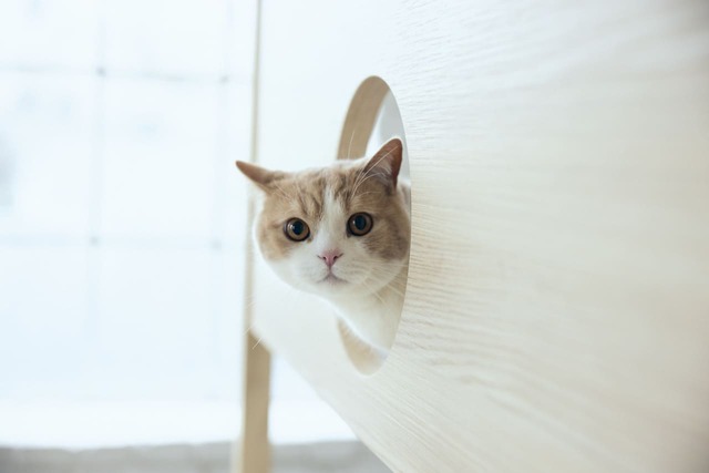 【フランスペット】「キャットタワー付きベッド」