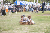 【YOKOHAMA GOGO DOG FES 2024 Autumn】イベント参加のワンちゃんたち