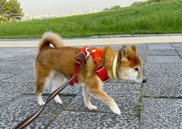 【SUO RING for dogs star 28°ICE】重たくないので首もさがりません