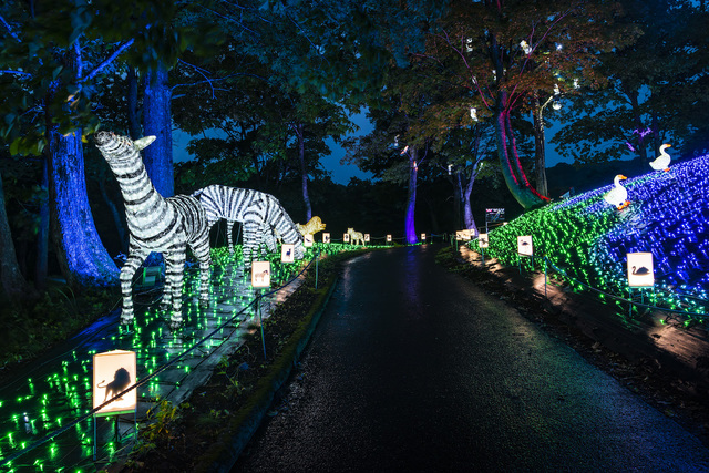 アパリゾート上越妙高「アパリュージョン2019」ナイトサファリアニマルロード