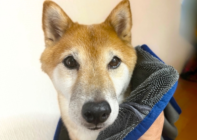 【SHSCLYペット用吸水タオル】柔らかい生地で顔まわりに使っても安心