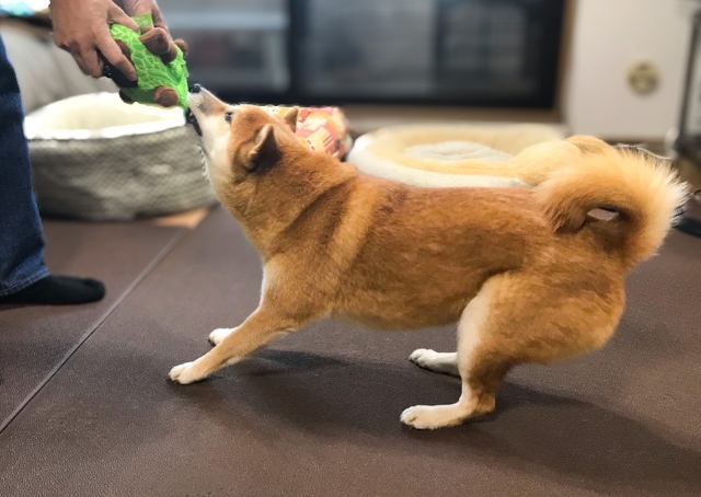 【PAW WING  犬用パッド】滑らないので引っ張りっこ遊びも快適！