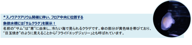 クラゲ展示エリアに展示されるクラゲ