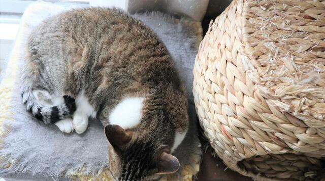 【キャティーマン 絶景リゾートベッド】お昼寝中、いままでのベッドはボロボロ…