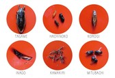 虫寿司6貫に使われている昆虫