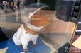香港ディズニーランドの宇宙犬コスモ