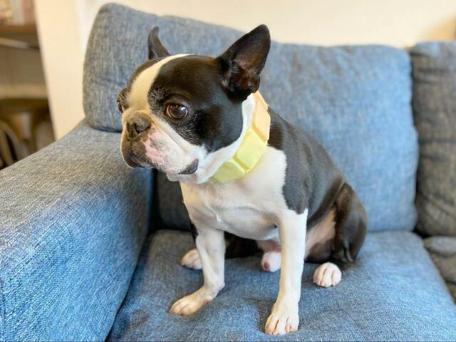 【SUO 犬用クールバンド 】「何つけられたの〜？」と言い出しそうな、装着後すぐのショット