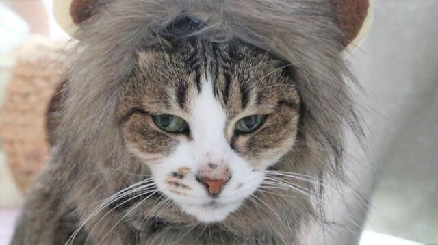 【SHEIN ライオン風ペットヘッドウェア】「な゛ーーおぉーーーー！」といいそうな顔