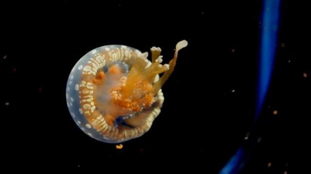 クラゲワンダー タコクラゲ