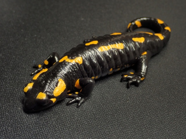 マダラサラマンドラ