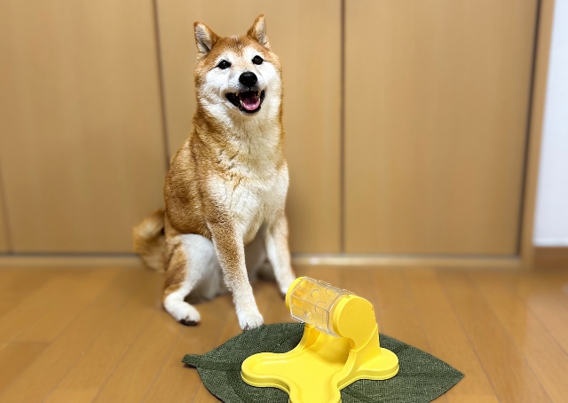 【ドギーマン わんこのでるでる自飯器】上手に回して大成功!全部食べられました