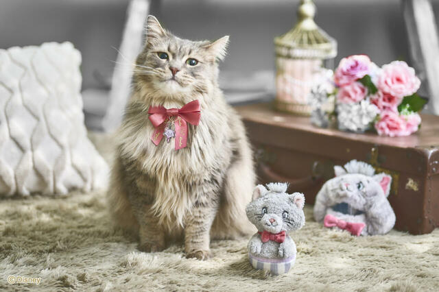 首輪 3,960円、トイ 2,200円