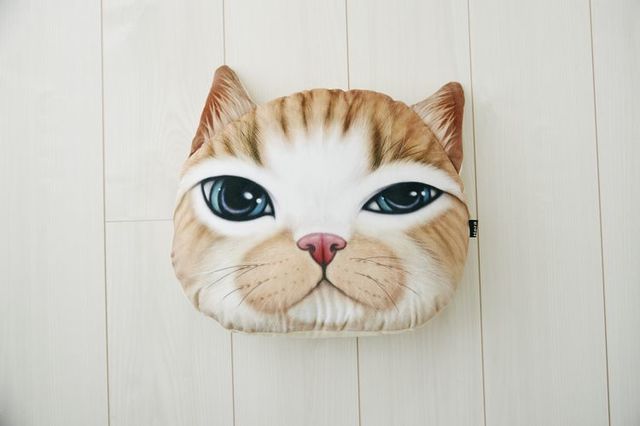 Koira＆Kissa(アビシニアン)