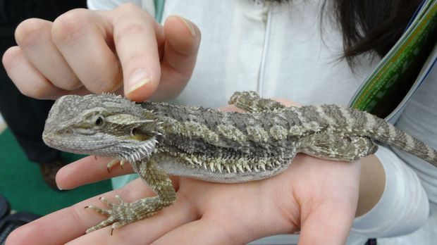 「東京レプタイルズワールド2014」に集まった動物たち