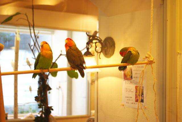 ことりカフェ/表参道店・ことりたち