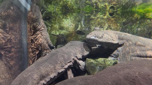 京都水族館 オオサンショウウオ