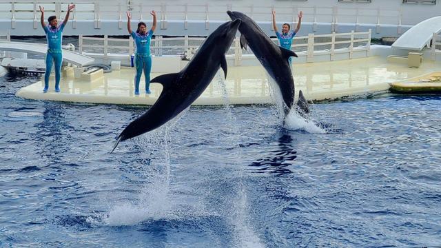 京都水族館 イルカのショー