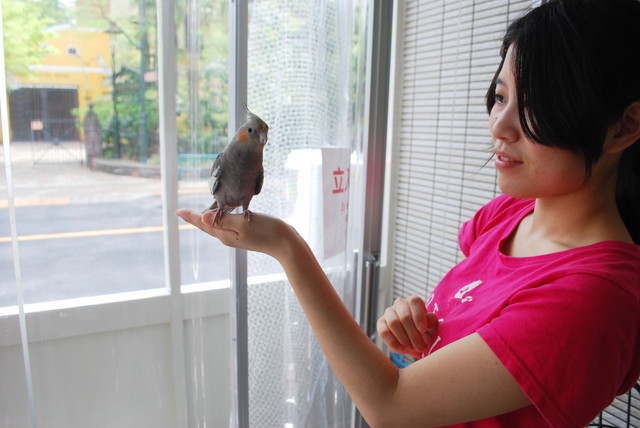 ことりカフェ／吉祥寺店・ことりたち