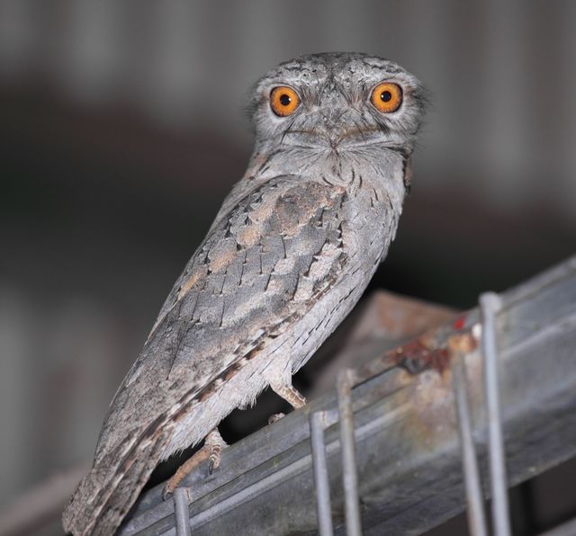 オーストラリアガマグチヨタカ