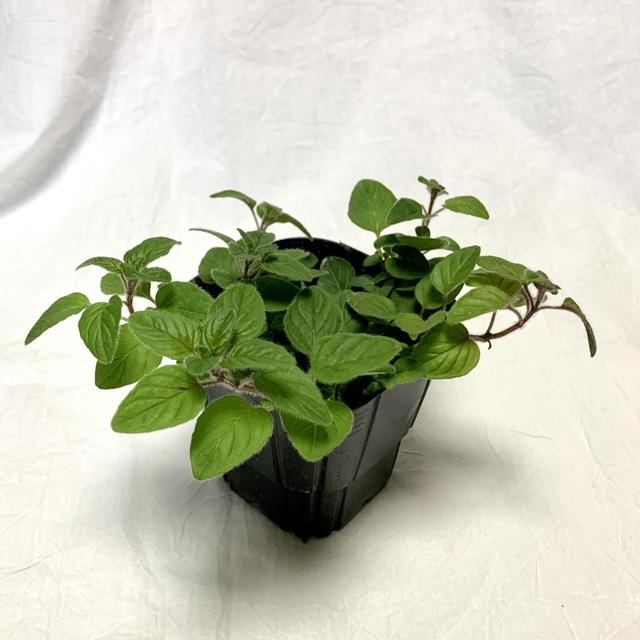 【キッチンハーブにおすすめ：オレガノ】臭み消しや香り付けに使われるハーブ