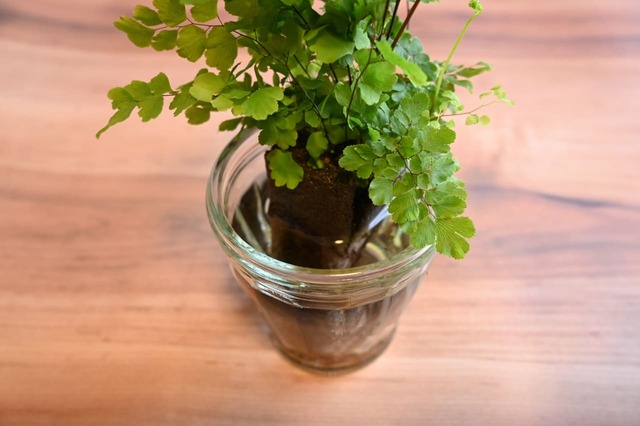 器に入れたら、パフカルが半分浸かるくらいまで水をゆっくりと注ぎます