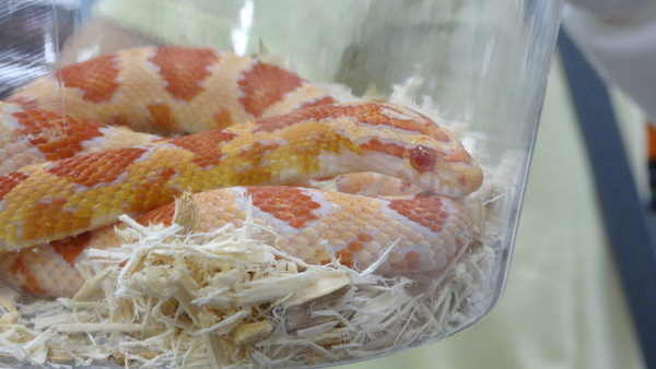 「東京レプタイルズワールド2014」に集まった動物たち