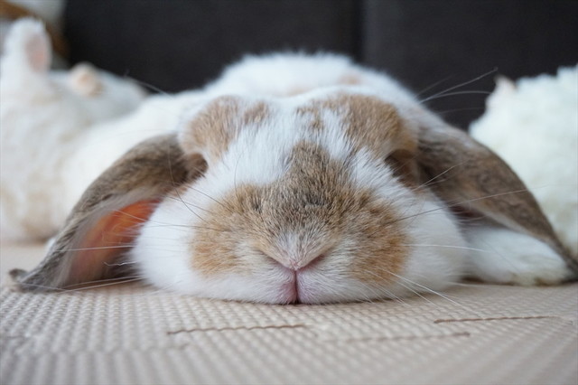 うさぎしんぼる展