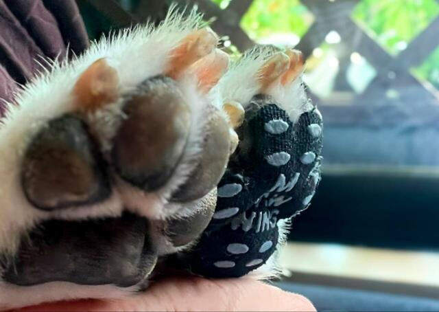 【PAW WING  犬用パッド】ストレッチ素材なので、肉球の曲面にもピッタリ貼れました