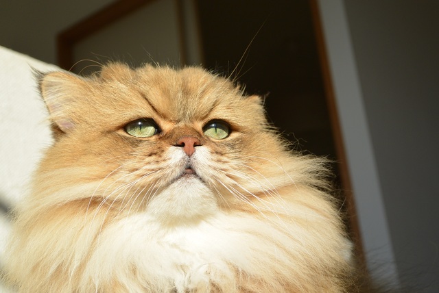 しょんぼり顔のモフモフ猫　ふーちゃん