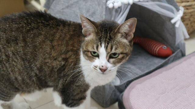 【SHEIN ペットグッズ】中からこっちを見上げほしいけど、もう少し気長に待ちます