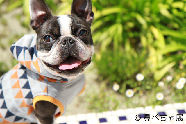 「鼻ペちゃ展」 （TODAYS GALLERY STUDIO）