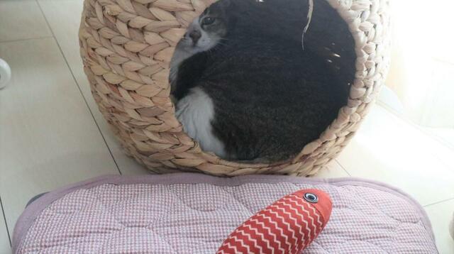 【SHEIN マタタビ入り魚のおもちゃ】「むむ…にゃんだこれは…」