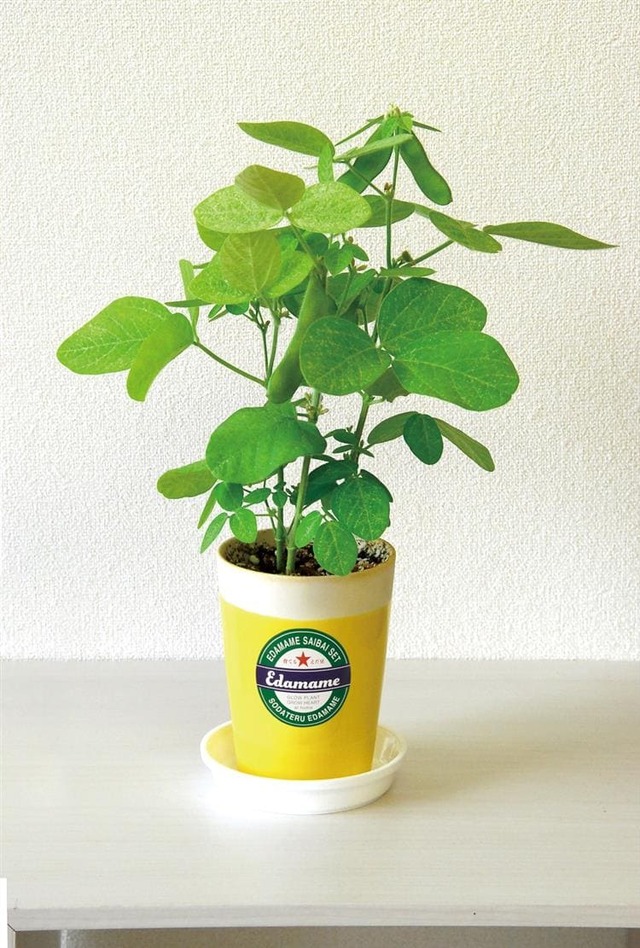 【ロフト父の日】育てるえだ豆栽培セット(聖心陶芸)　ビールグラスをイメージしたポット