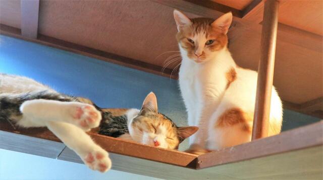 【ねこ浴場 体験レポ】よくくっついて寝ていた仲良しカップル猫