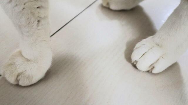 【スープストックトーキョー 猫のためのスープ 】スープに夢中な間にクリームパンなおててを堪能