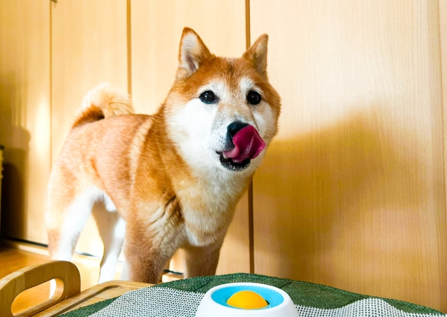 【わんこのぺろぺろ味覚玉】ゆっくりと食べ終わって大満足！