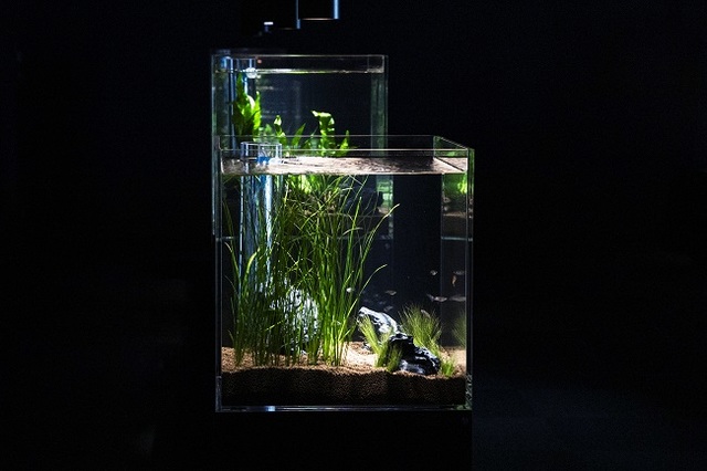 20周年企画展「シーラカンスからメダカまで」も実施中　ⓒアクアマリンふくしま